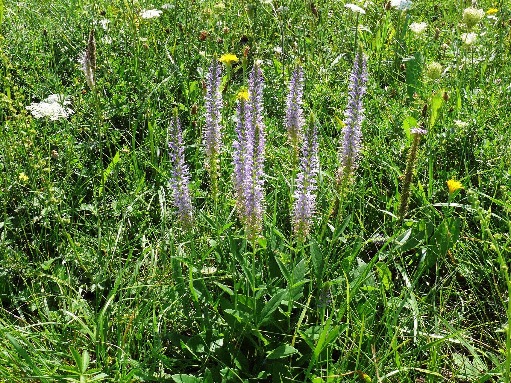 Veronica orchidea flower