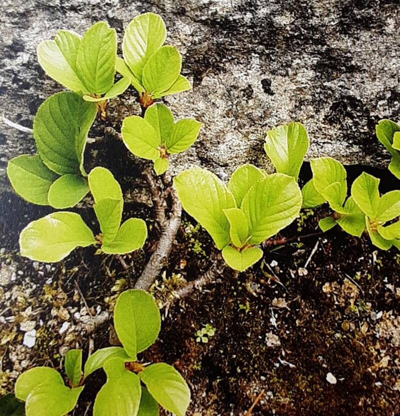 Rhamnus glaucophylla — search result for 'Rhamnus'