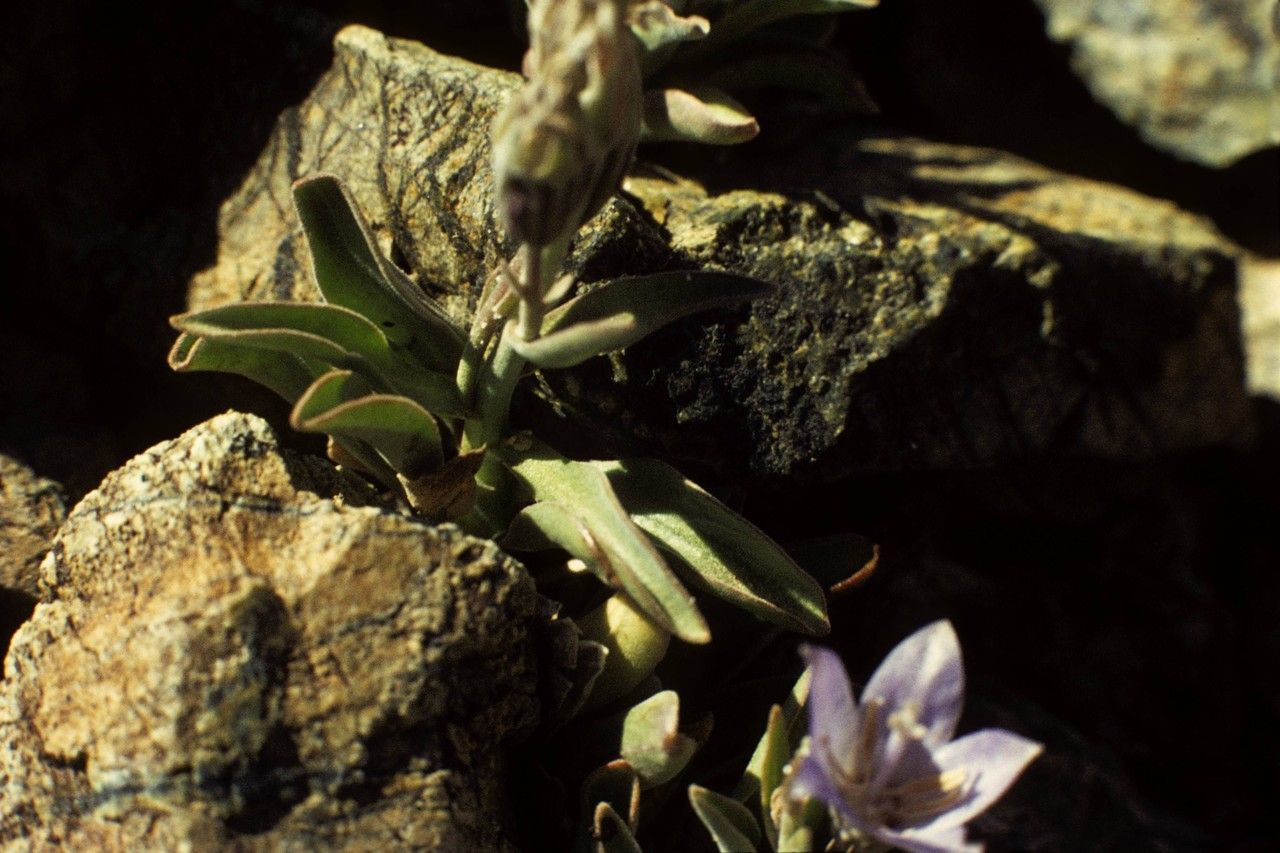 Campanula scabrella habit