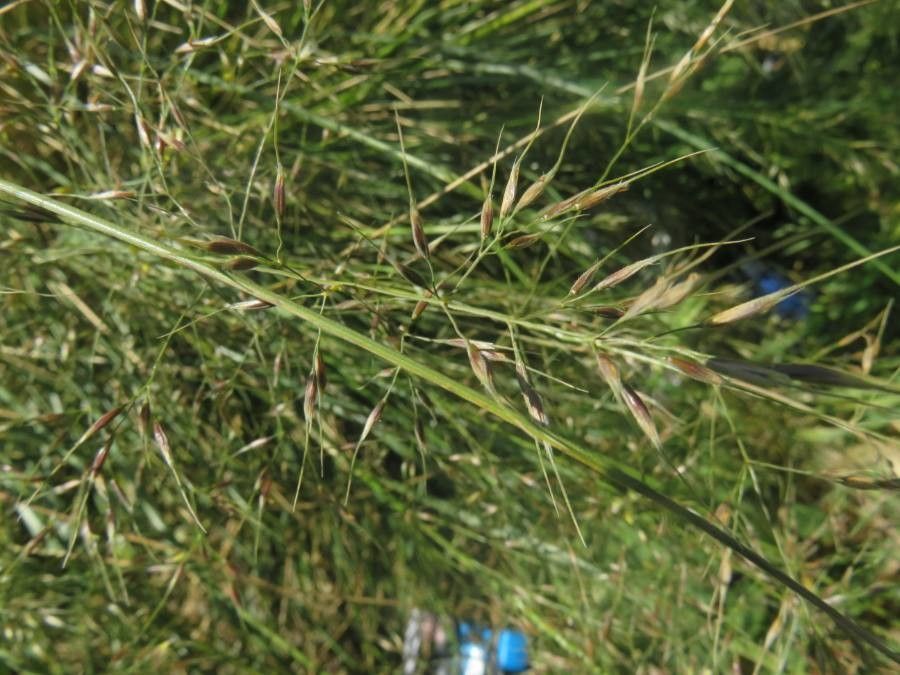 Sporobolus airoides fruit