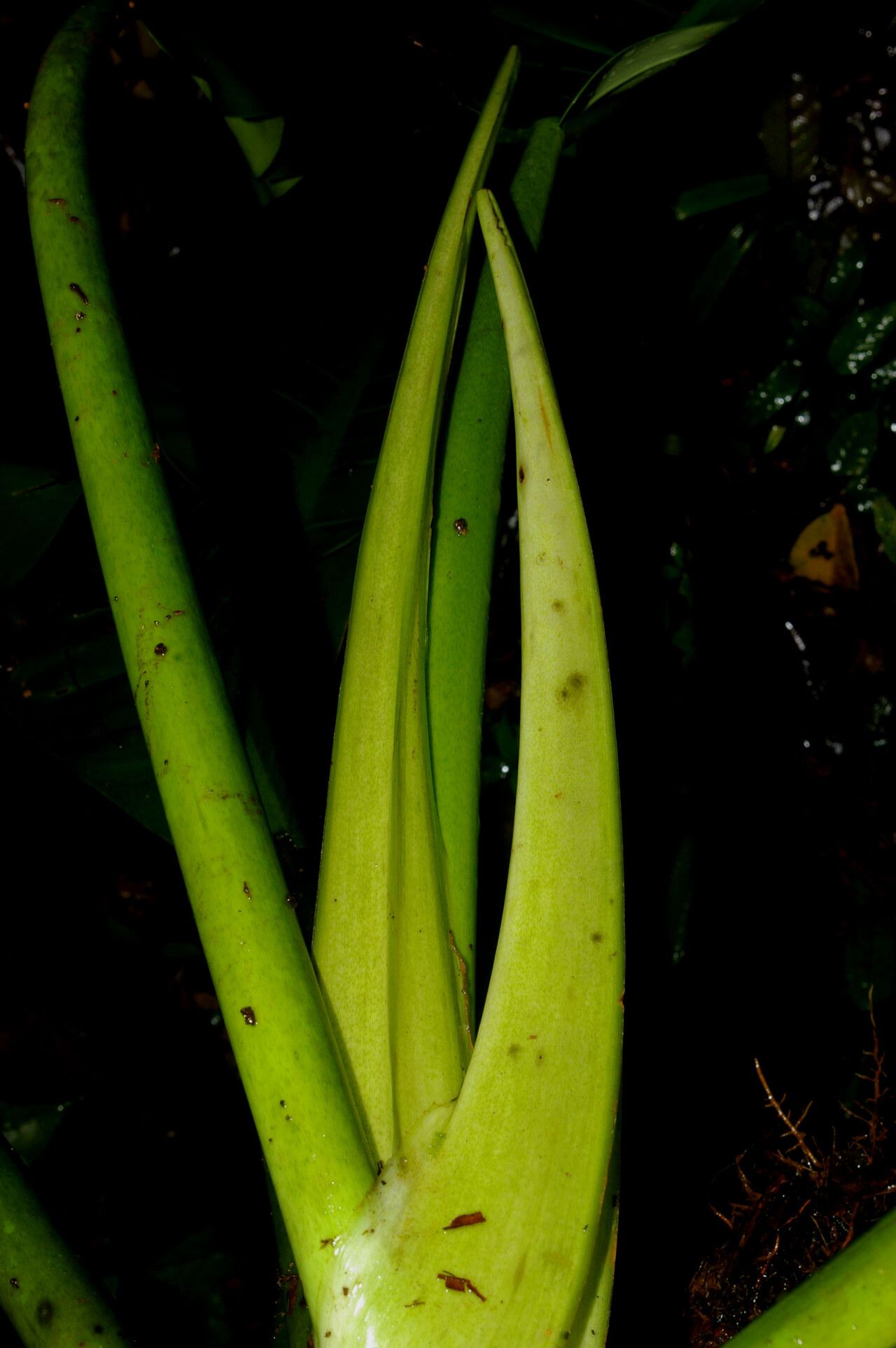 Philodendron auriculatum bark