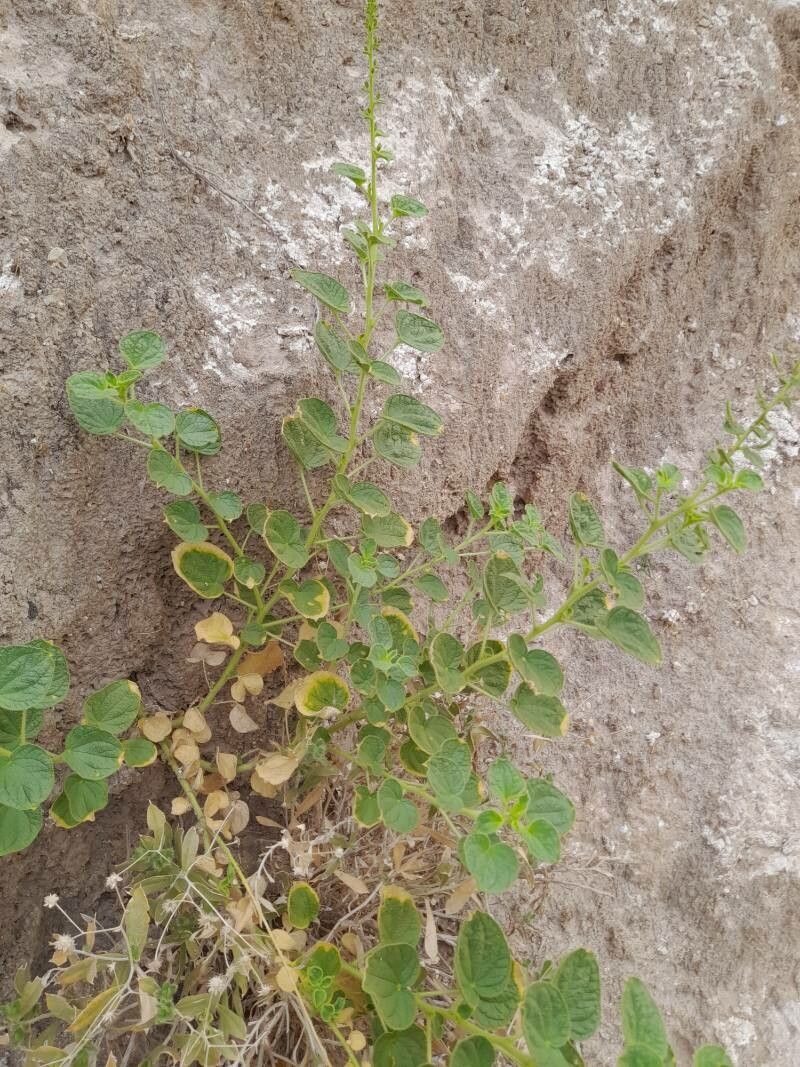 Cleome quinquenervia other