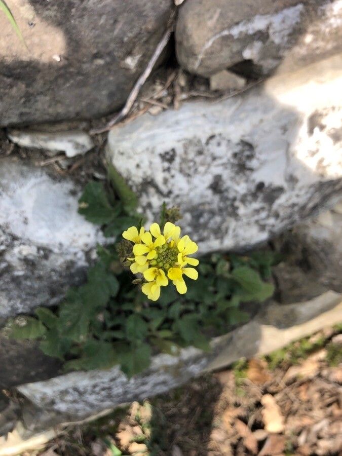 Sinapis pubescens flower