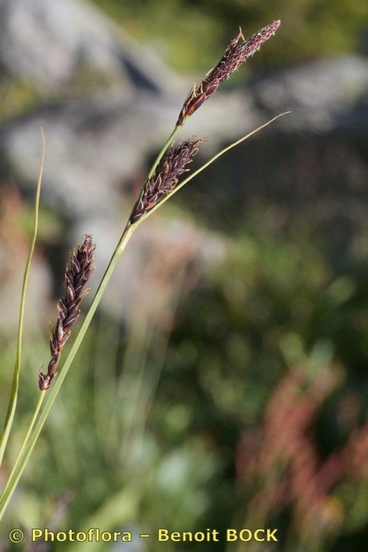 Carex fimbriata fruit
