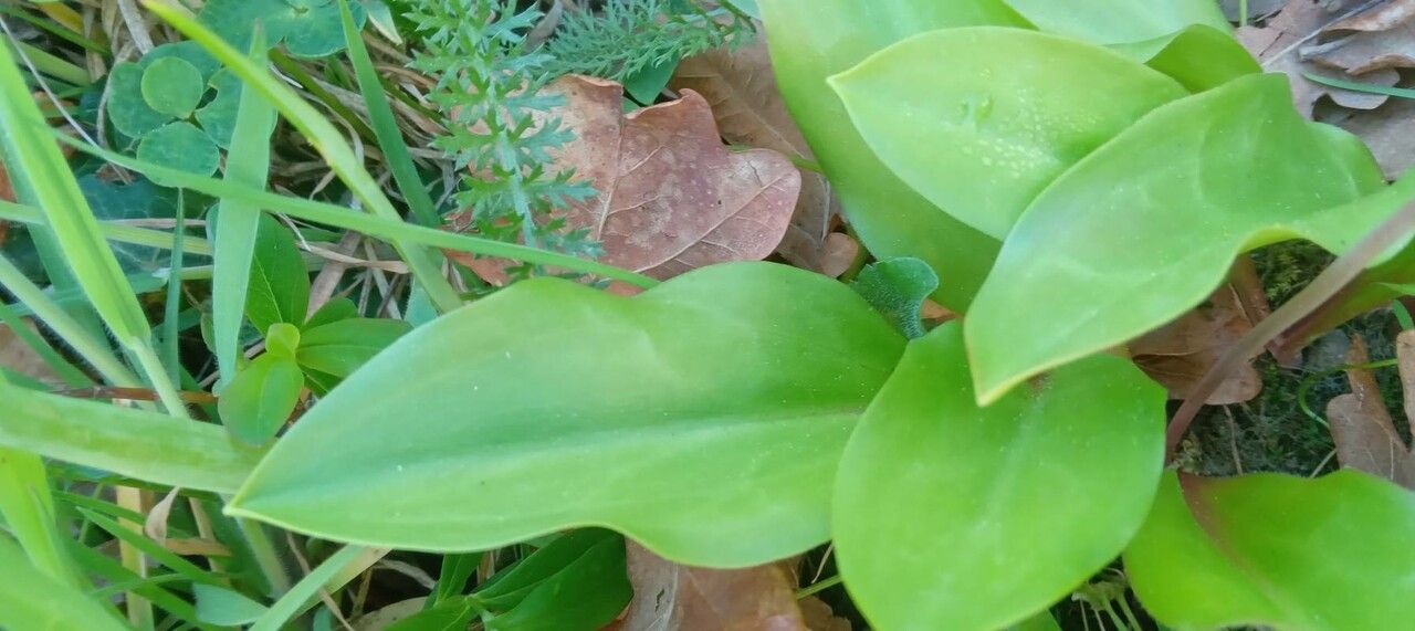 Erythronium tuolumnense leaf