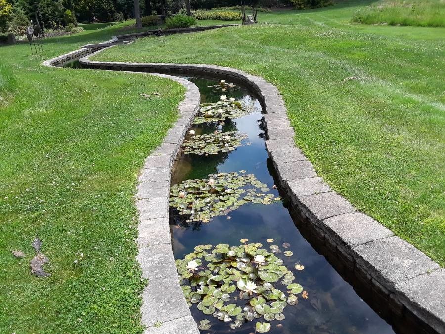 Nymphaea odorata habit