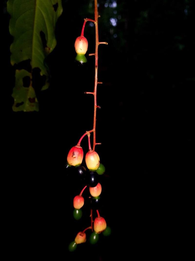 Ouratea rinconensis fruit