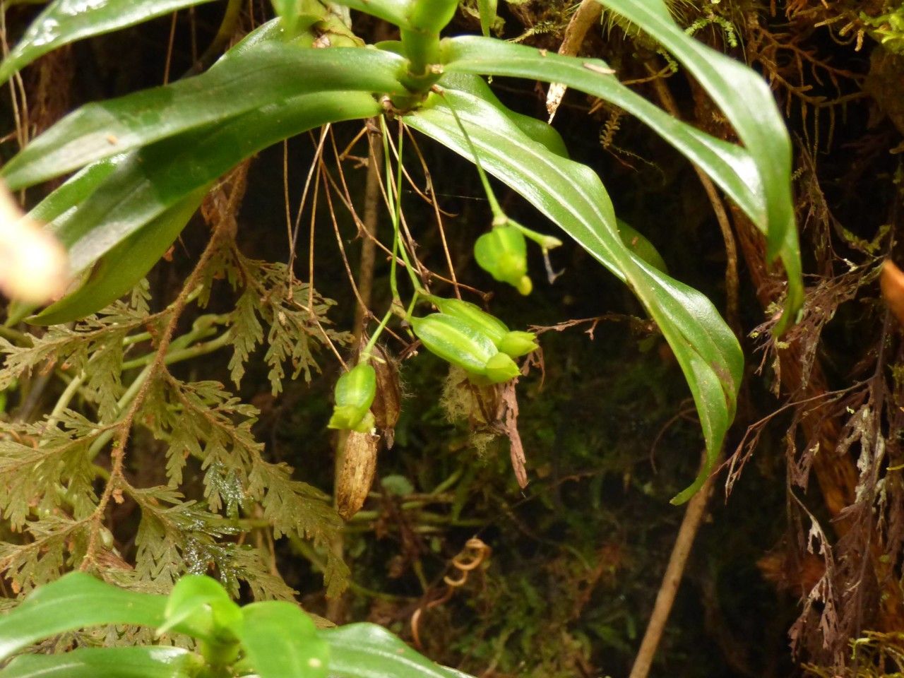 Angraecum obversifolium fruit