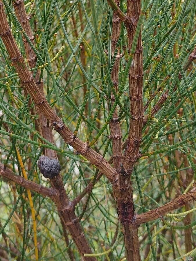 Allocasuarina distyla bark
