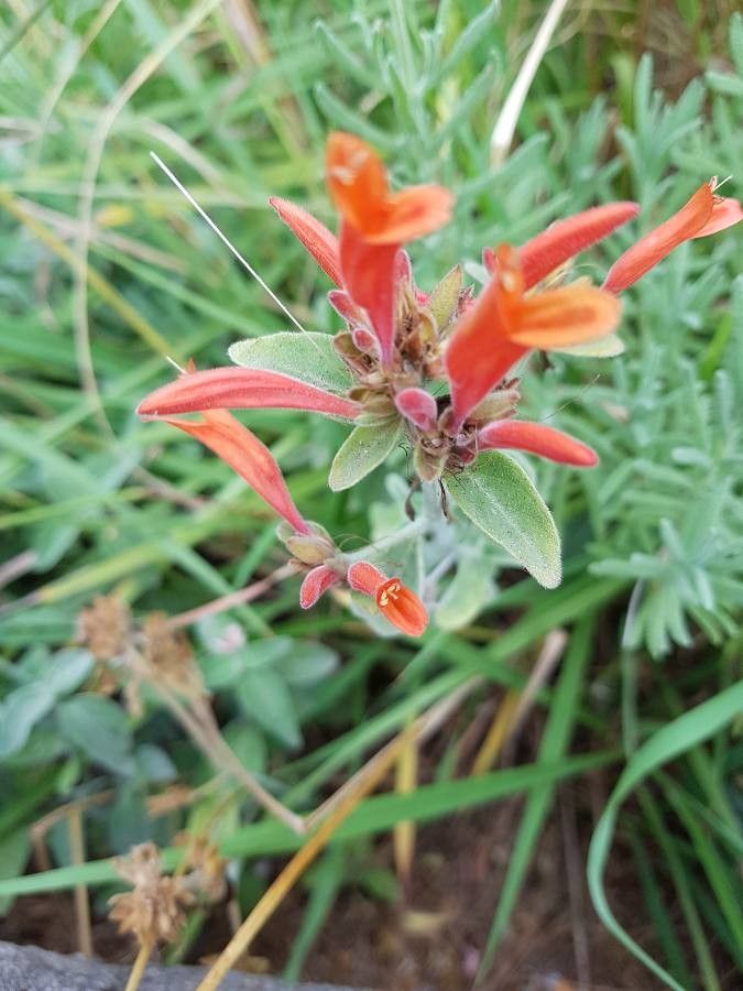 Dicliptera sericea flower