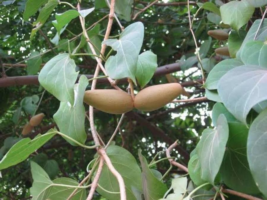Dregea volubilis fruit