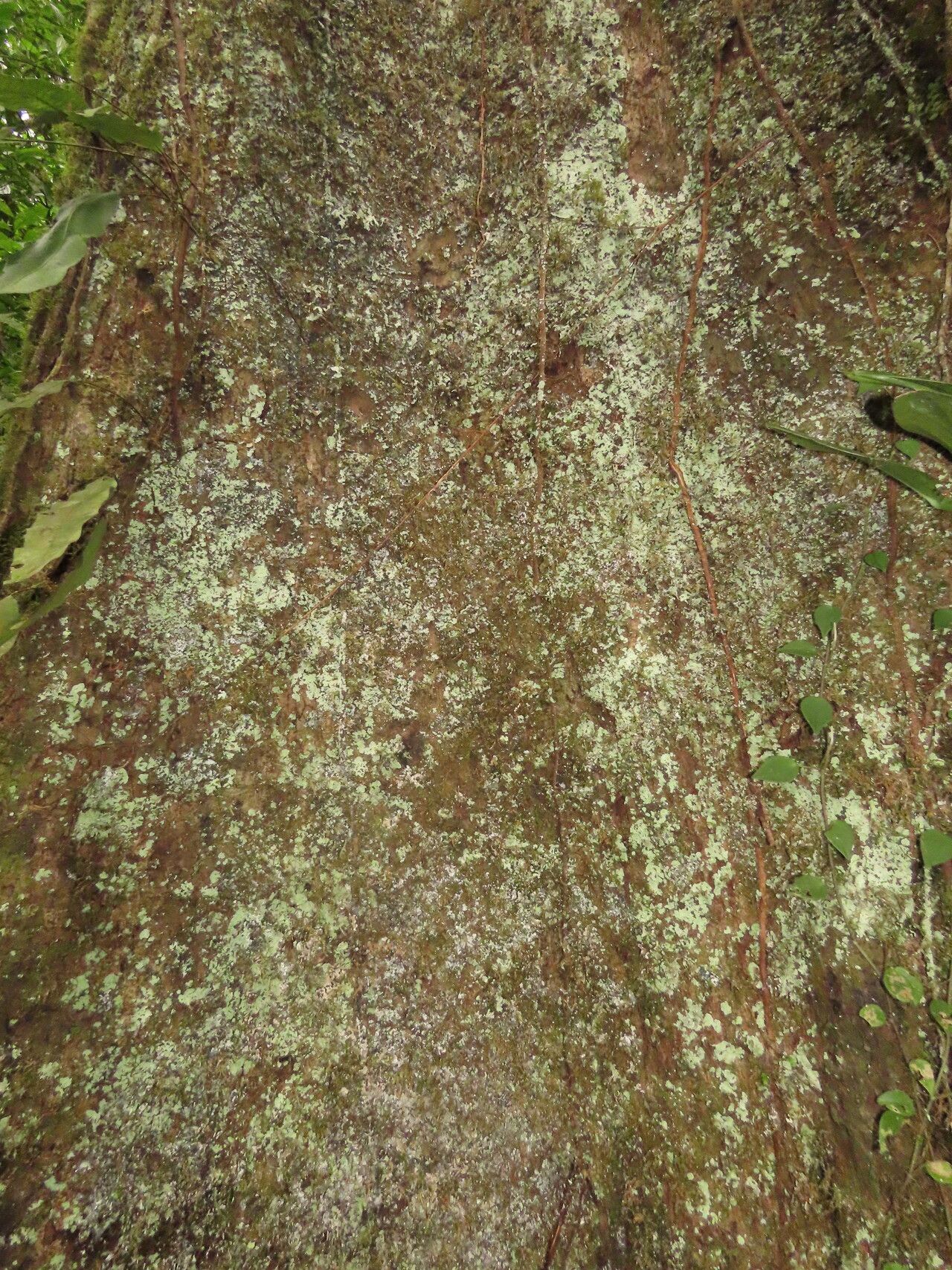 Coccoloba tuerckheimii bark
