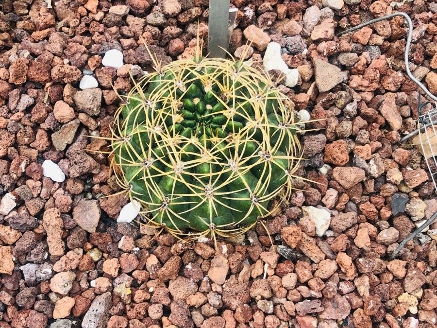 Gymnocalycium monvillei leaf