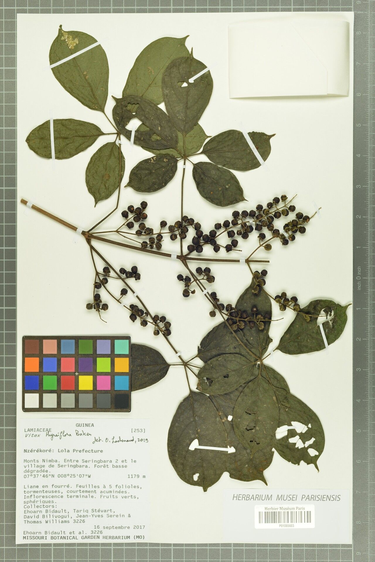 Vitex thyrsiflora — houseplant care guide