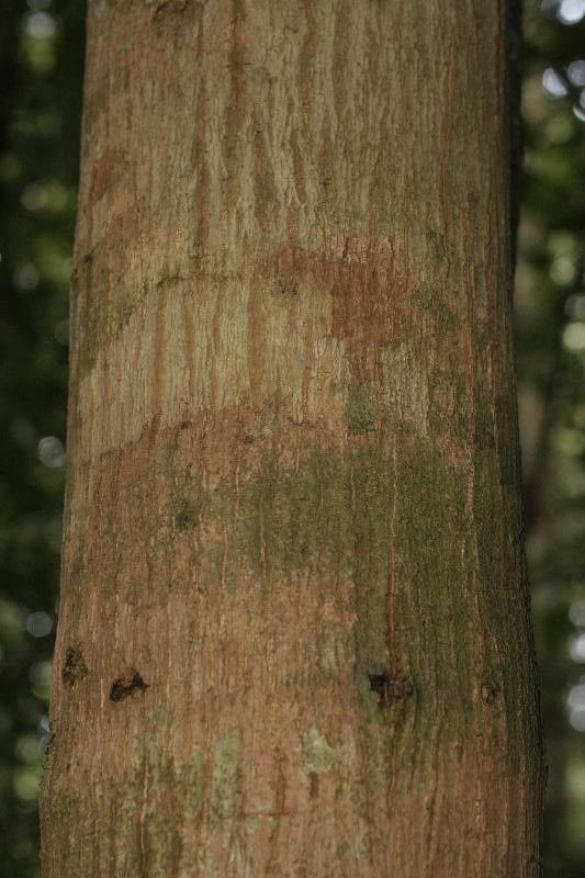 Byrsonima altissima bark
