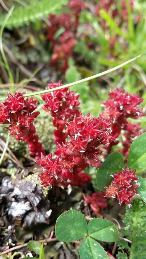 Sedum atratum flower