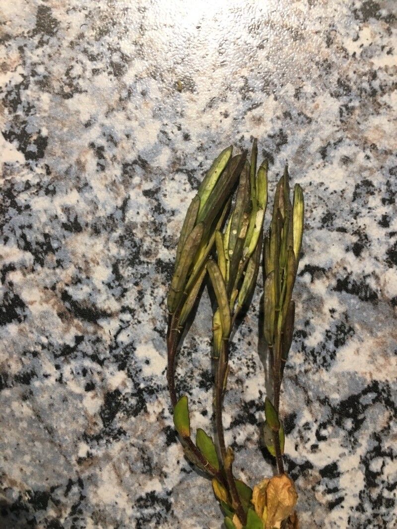 Arabis caerulea fruit