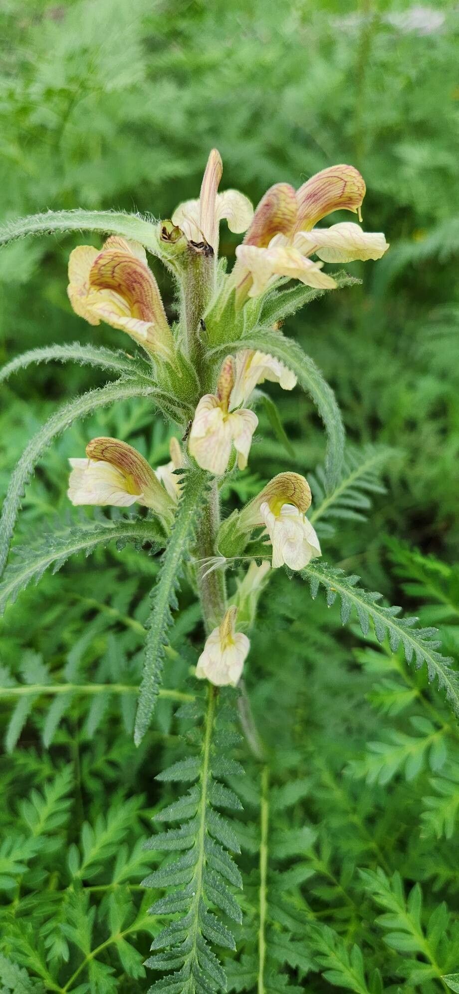 Pedicularis procera — houseplant care guide