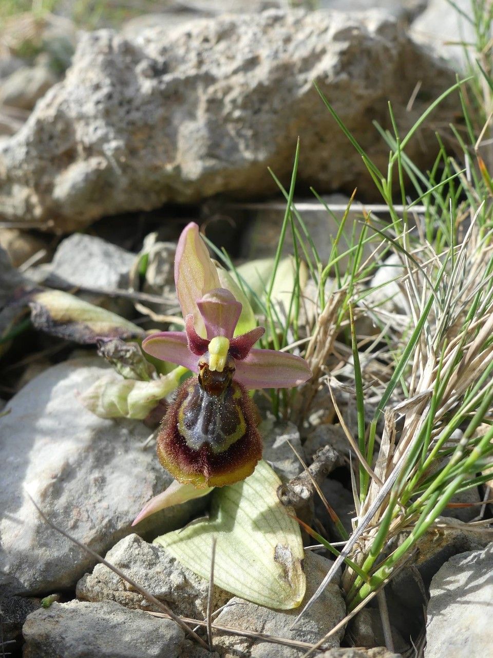 Ophrys × heraultii — houseplant care guide