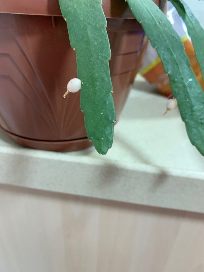 Pseudorhipsalis ramulosa fruit