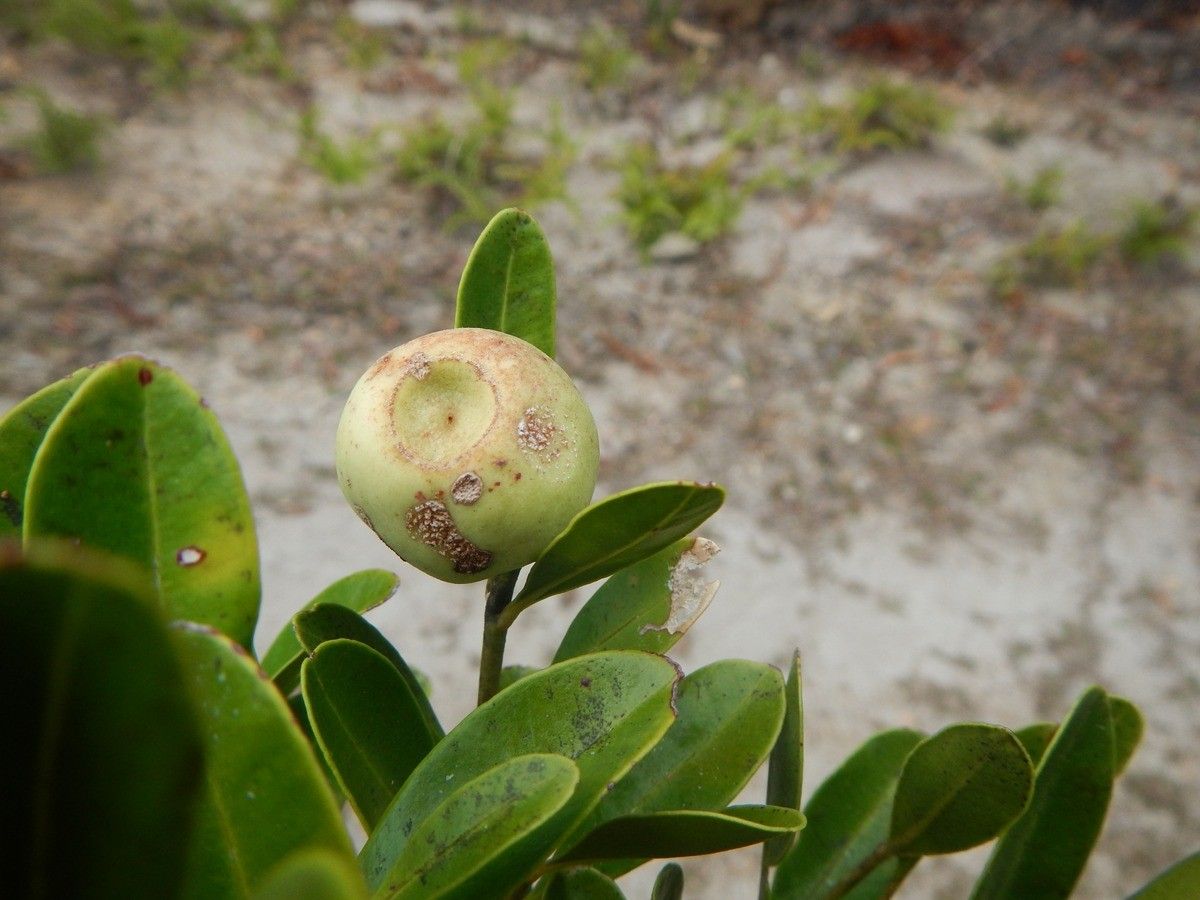 Syzygium francii — houseplant care guide