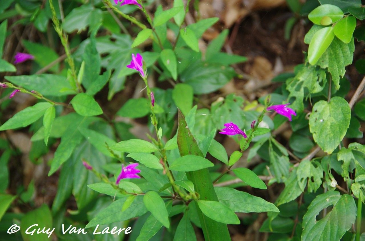 Justicia sessilis flower