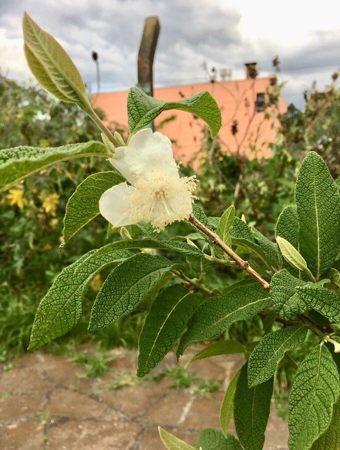 Campomanesia guazumifolia flower