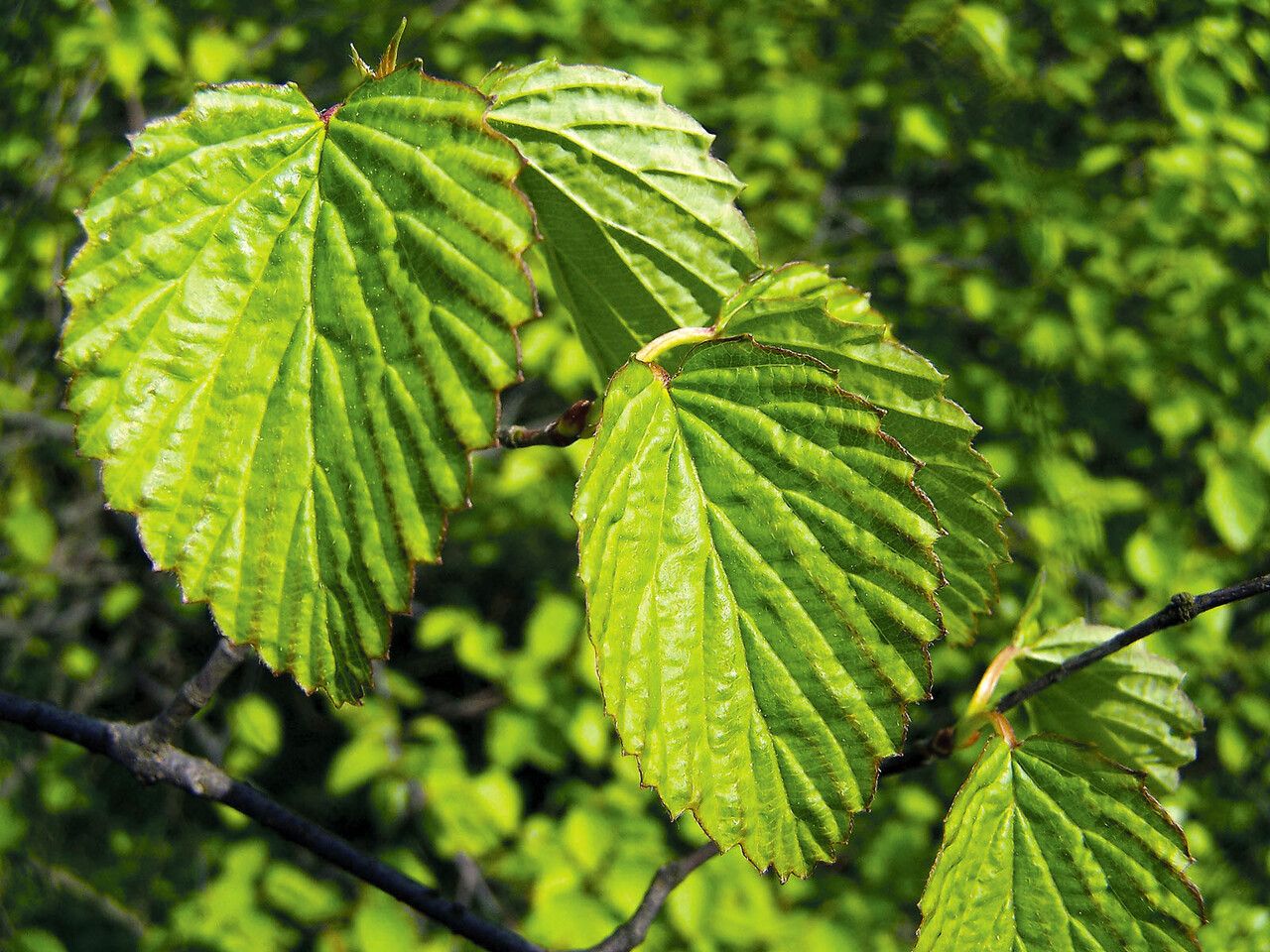 Viburnum recognitum — search result for 'Viburnaceae'