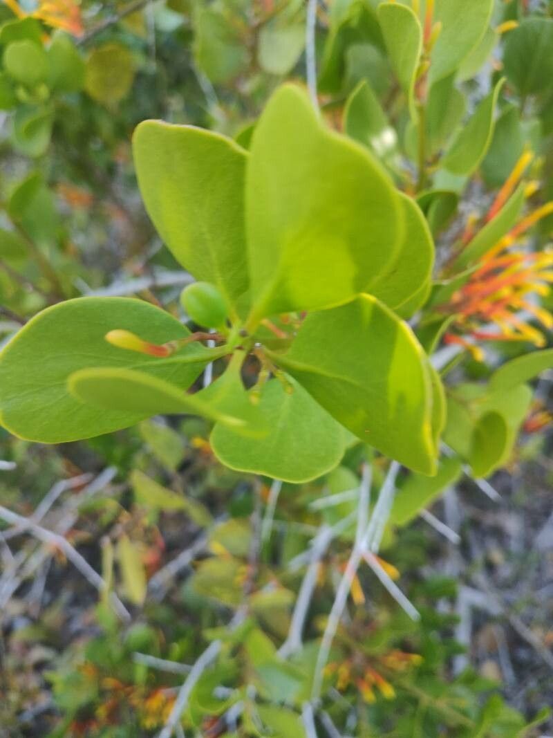 Psittacanthus cinctus — related species from the same genus