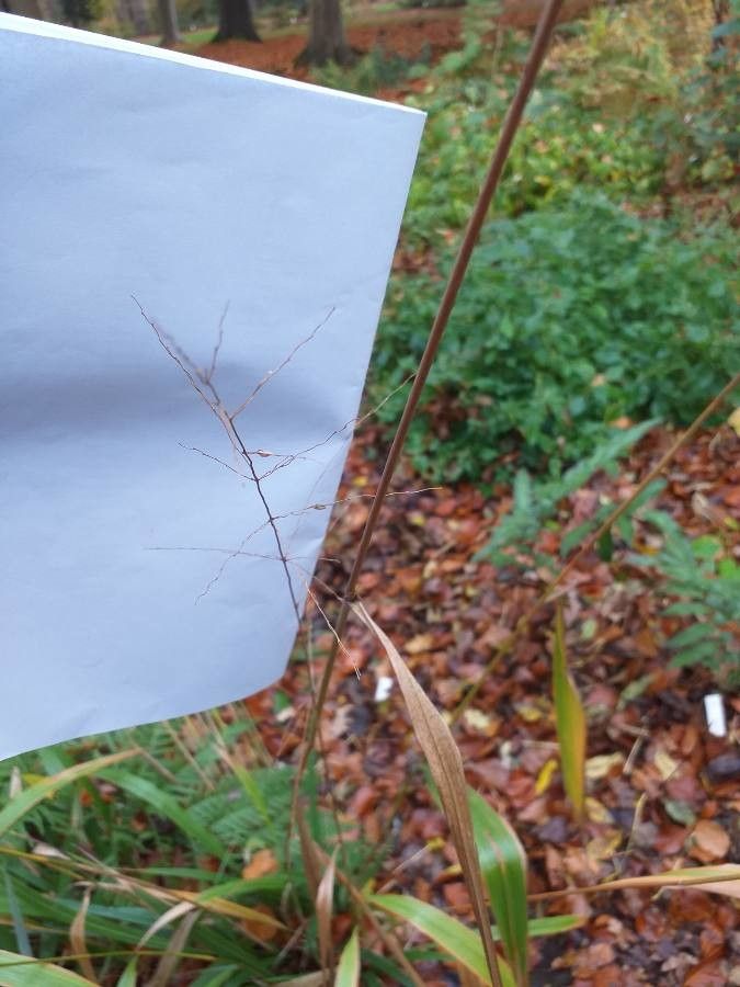 Phaenosperma globosum flower