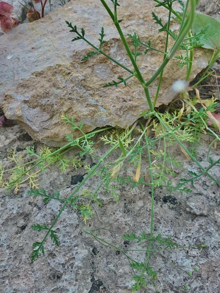 Artedia squamata — search result for 'Cyprus'