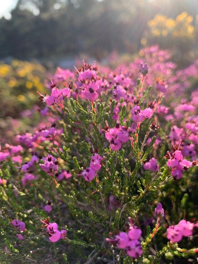 Erica umbellata flower