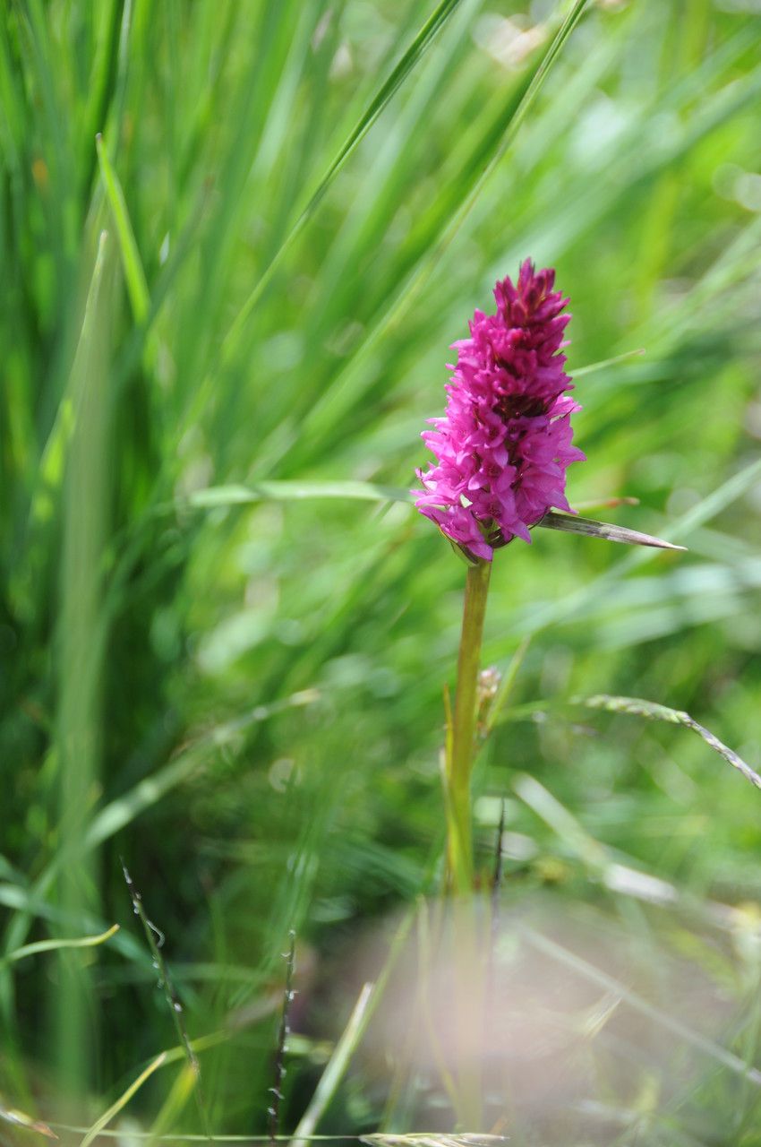 Gymnadenia x chanousiana — houseplant care guide