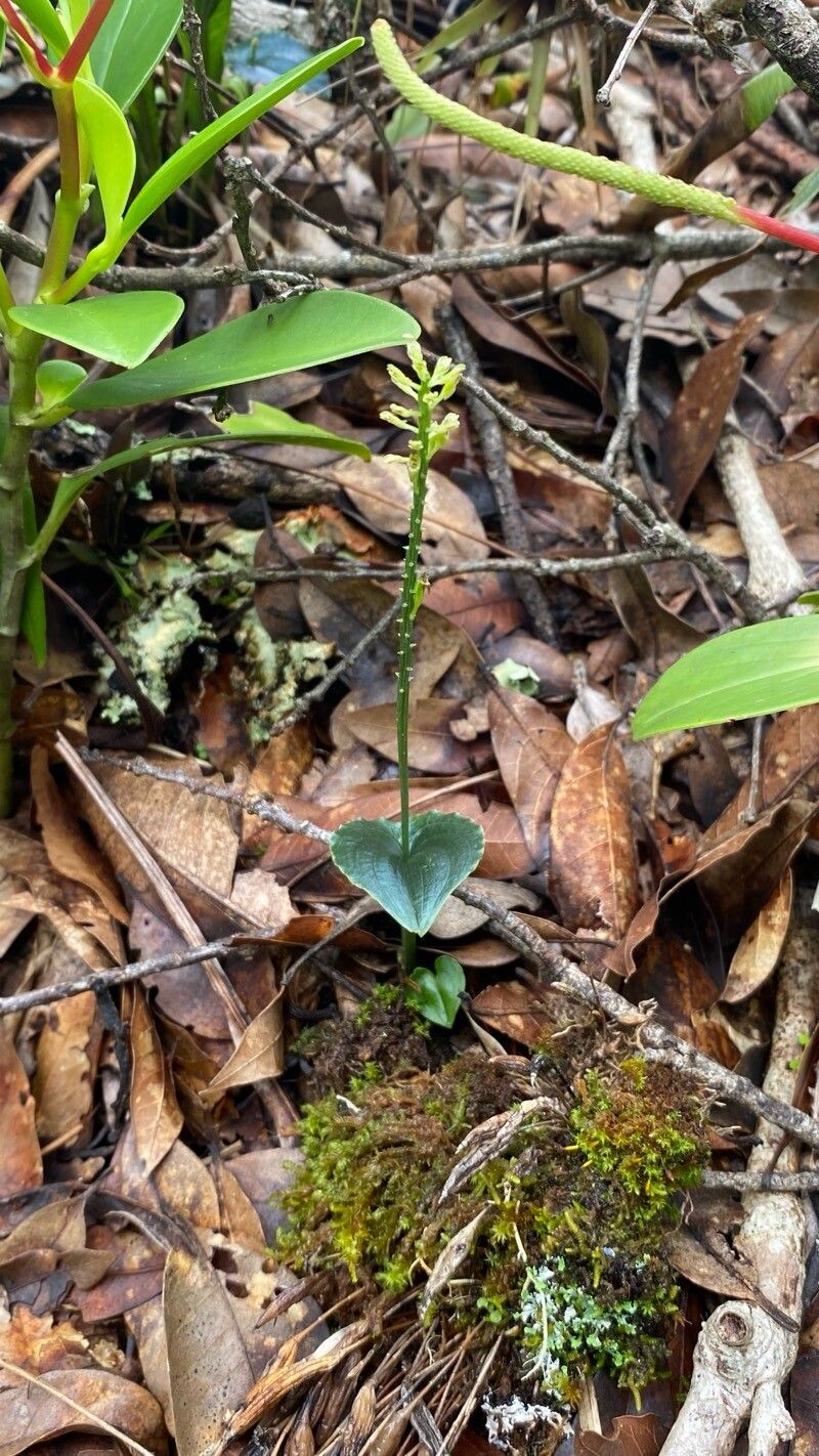 Malaxis maianthemifolia habit