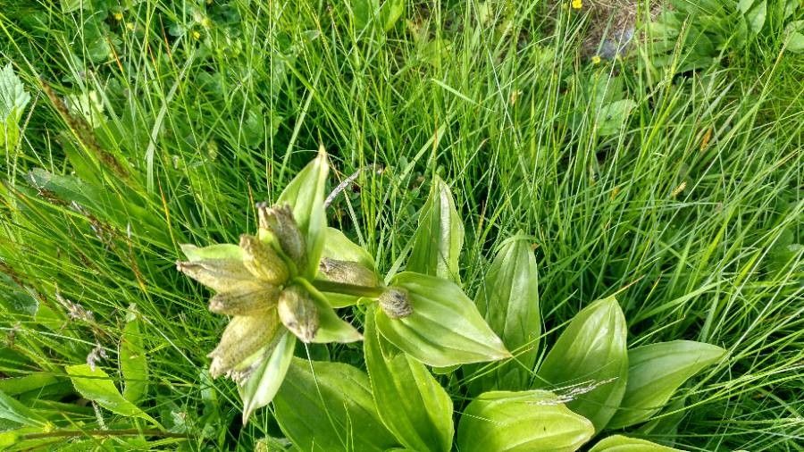 Gentiana punctata — search result for 'Gentianaceae'