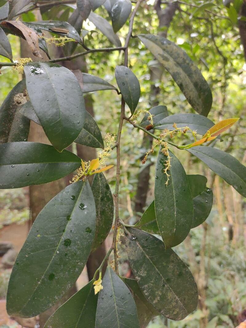 Sebastiania commersoniana — related species from the same genus