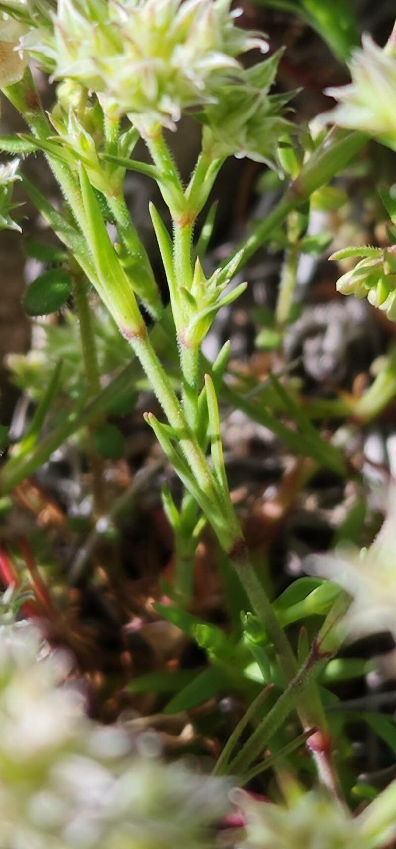 Scleranthus orientalis — related species from the same genus