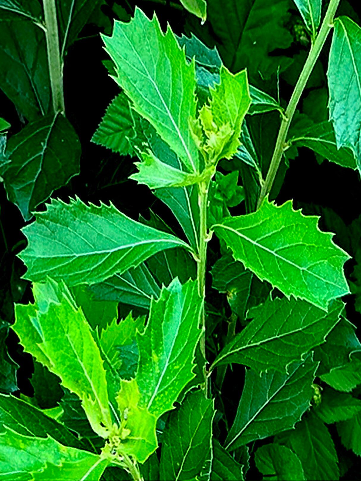 Gymnanthemum corymbosum — houseplant care guide