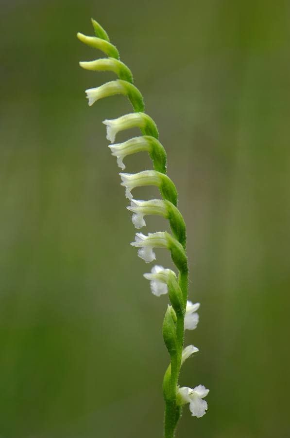 Spiranthes aestivalis flower