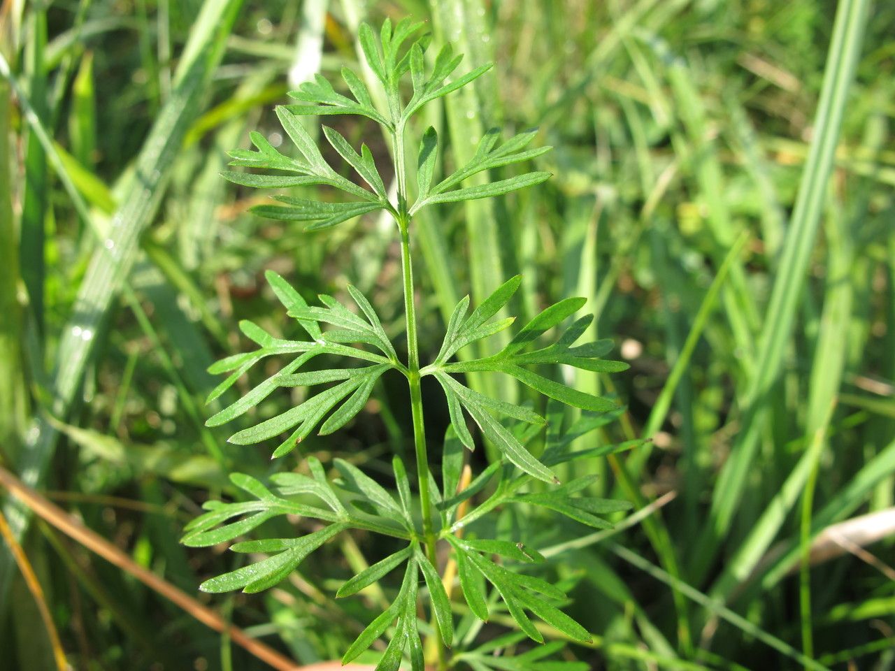 Kadenia dubia — search result for 'Kazakhstan'