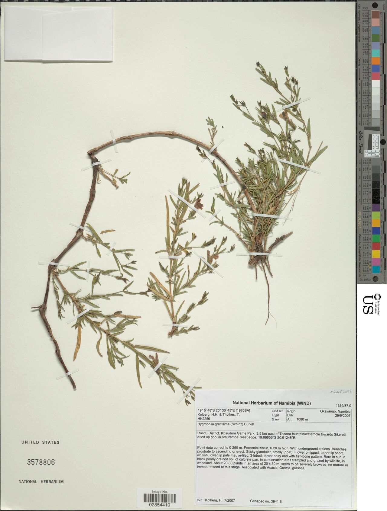 Hygrophila gracillima — search result for 'Hygrophila'