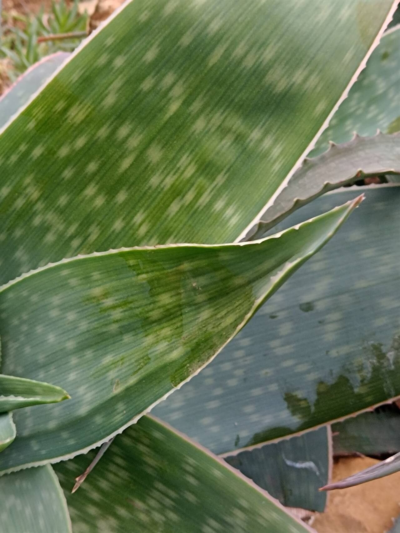 Aloe reynoldsii — houseplant care guide