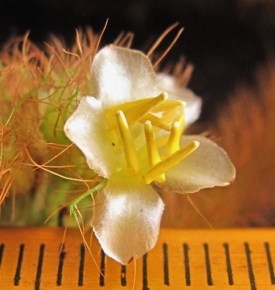Clidemia taurina flower