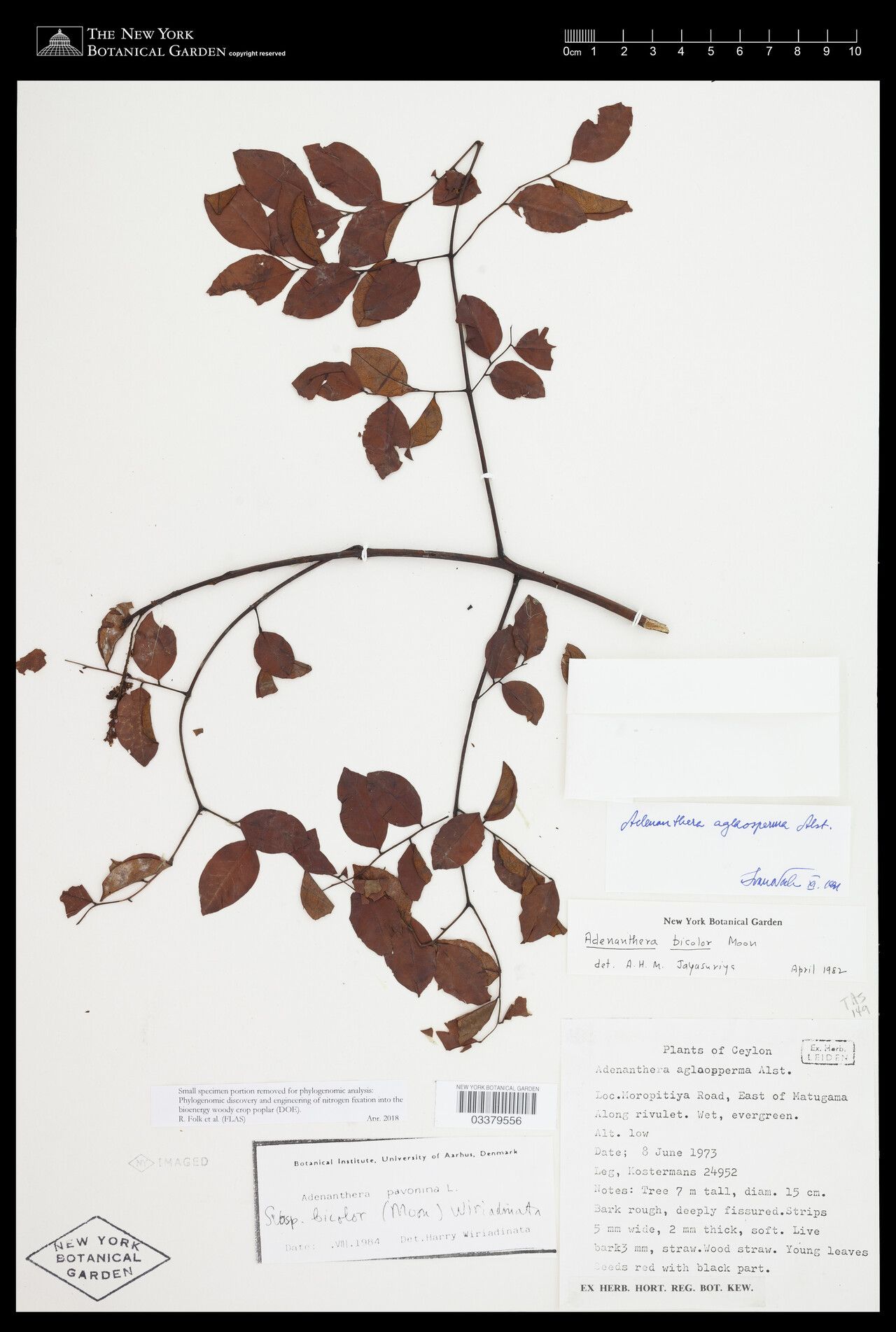Adenanthera aglaosperma — related species from the same genus