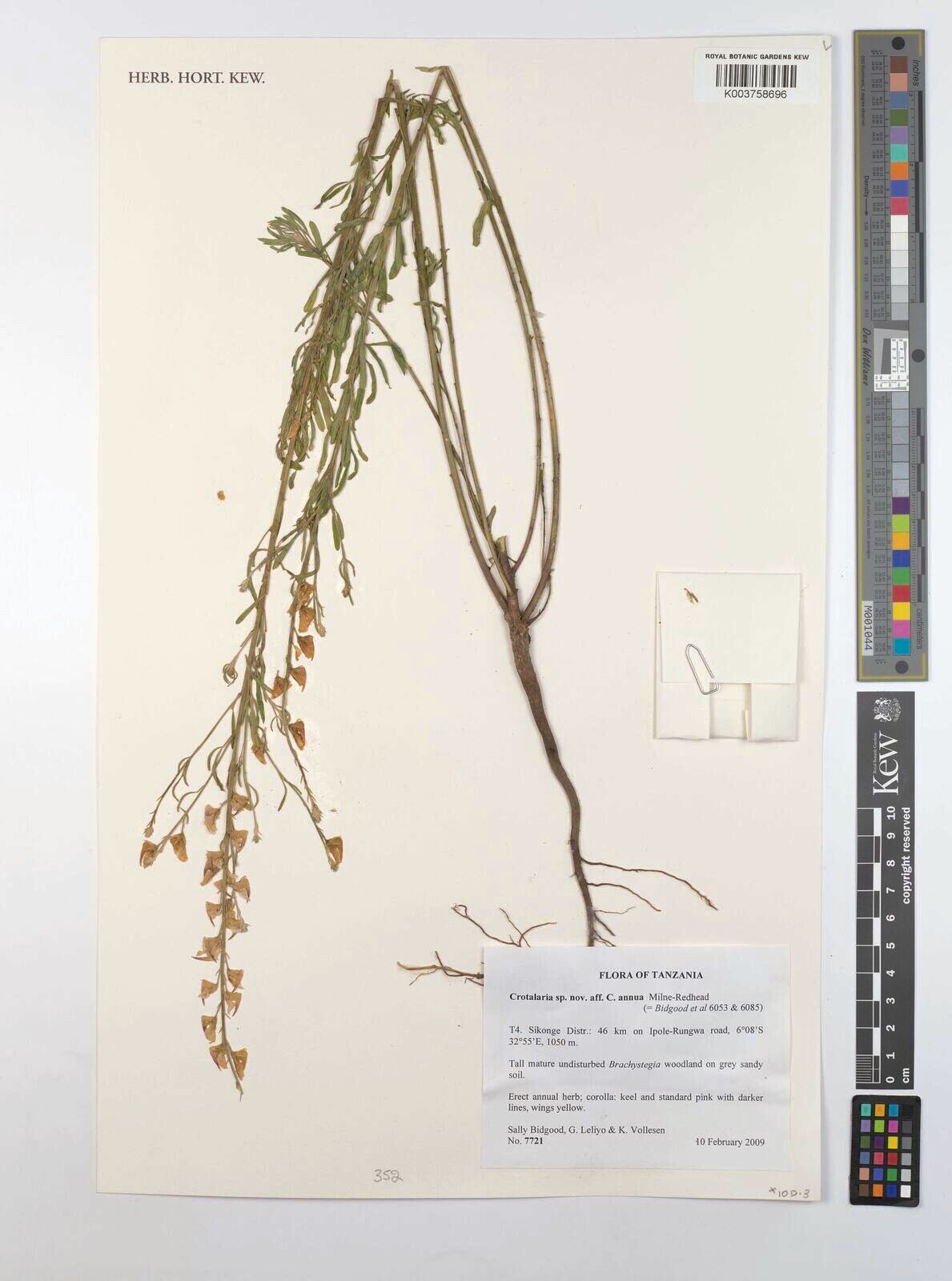 Crotalaria annua — houseplant care guide