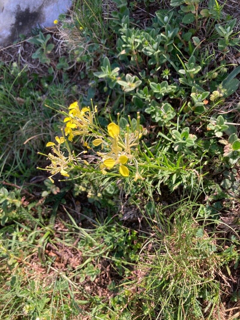 Erysimum seipkae flower