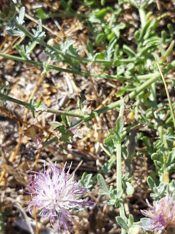 Centaurea aplolepa flower