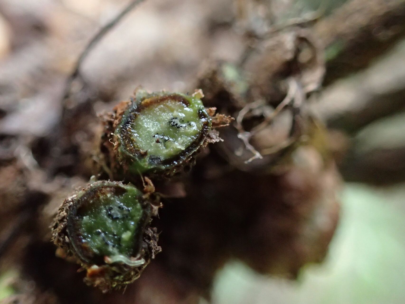 Asplenium minutidentatum — houseplant care guide