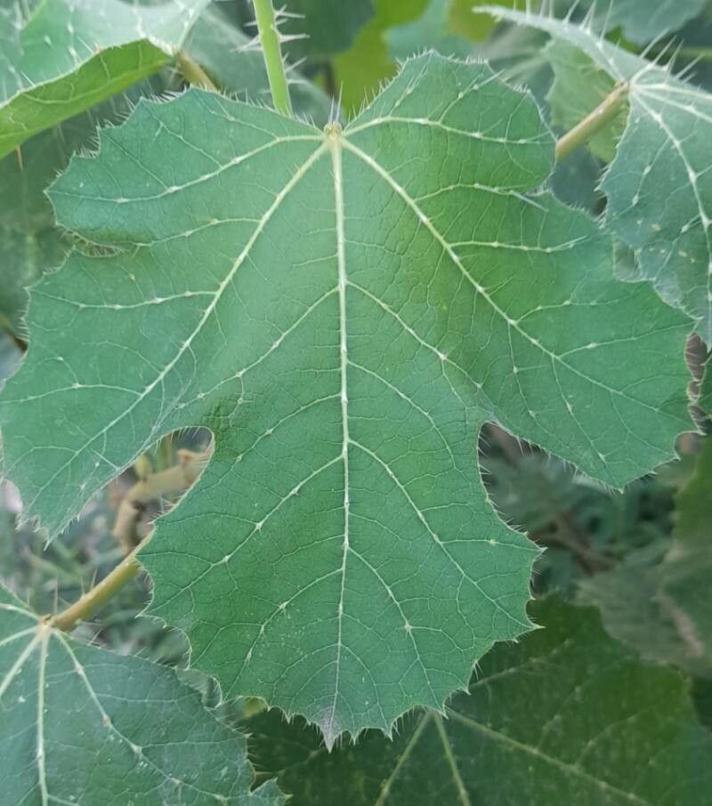 Cnidoscolus vitifolius — houseplant care guide