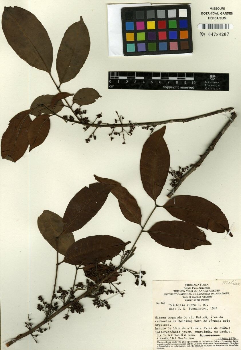 Trichilia rubra — houseplant care guide